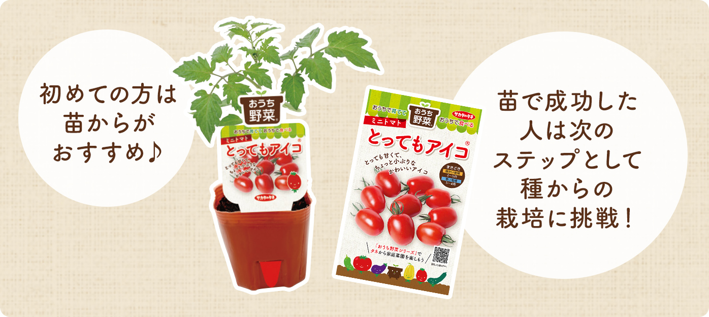 初めての方は苗からがおすすめ♪苗で成功した人は次のステップとしてタネからの栽培に挑戦!