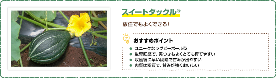 スイートタックル(R) 放任でもよくできる! 【おすすめポイント】・ユニークなラグビーボール型 ・生育旺盛で、実つきもよくとても育てやすい ・収穫後に早い段階で甘みが出やすい ・肉質は粉質で、甘みが強くおいしい
