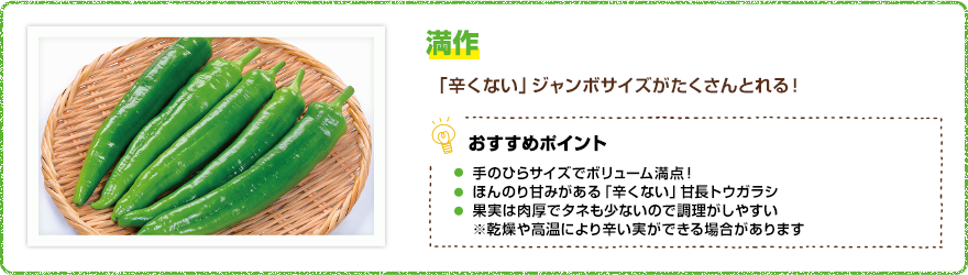 スナックとうがらし 「辛くない」ジャンボサイズがたくさんとれる! 【おすすめポイント】・病気に強い・収穫時期が長く、たくさん収穫できる