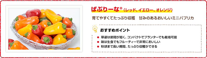 ぱぷりーな(R)(レッド、イエロー、オレンジ) 育てやすくてたっぷり収穫 甘みのあるおいしいミニパプリカ 【おすすめポイント】・草姿は節間が短く、コンパクトでプランターでも栽培可能 ・味は生食でもフルーティーで非常においしい ・秋頃まで長い期間、たっぷり収穫ができる