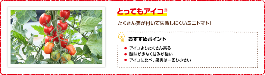 とってもアイコ(R) たくさん実が付いて失敗しにくいミニトマト! 【おすすめポイント】・アイコよりたくさん実る・酸味が少なく甘みが強い・アイコに比べ、果実は一回り小さい