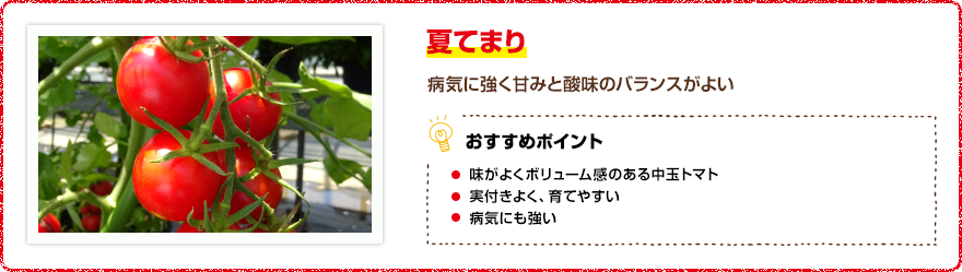 夏てまり 病気に強く甘みと酸味のバランスがよい 【おすすめポイント】・ゴルフボール大の中玉トマトで果実は味がよく、食べ応えあり!・実付きがよく、病気にも強くて育てやすい