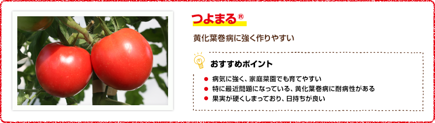 つよまる(R) 黄化葉巻病に強く作りやすい 【おすすめポイント】・病気に強く、家庭菜園でも育てやすい・特に最近問題になっている、黄化葉巻病に耐病性がある・果実が硬くしまっており、日持ちが良い