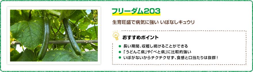 フリーダム203 生育旺盛で病気に強いイボなしキュウリ 【おすすめポイント】・長い期間、収穫し続けることができる ・「うどんこ病」や「べと病」に比較的強い ・いぼがないからチクチクせず、食感と口当たりは抜群!