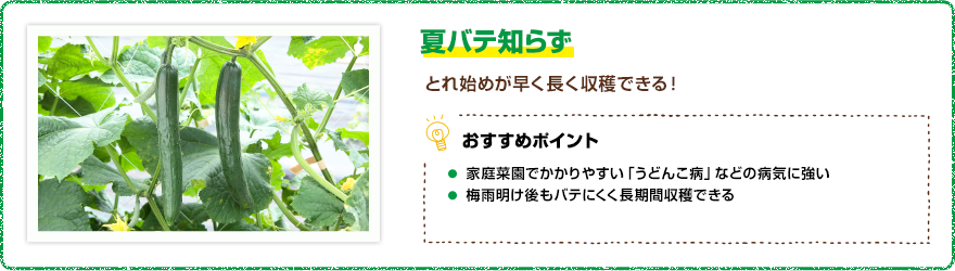 夏バテ知らず とれ始めが早く長く収穫できる! 【おすすめポイント】・家庭菜園でかかりやすい「うどんこ病」などの病気に強い・梅雨明け後もバテにくく長期間収穫できる