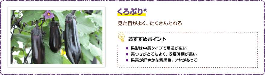 くろぷり(R) 見た目がよく、たくさんとれる 【おすすめポイント】・果形は中長タイプで用途が広い・実つきがとてもよく、収穫時期が長い・果実が鮮やかな紫黒色。