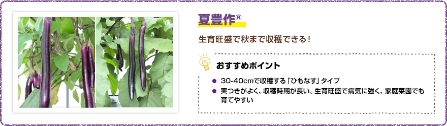 夏豊作(R) 生育旺盛で秋まで収穫できる! 【おすすめポイント】・30~40cmで収穫する「ひもなす」タイプ・実つきがよく、収穫時期が長い。生育旺盛で病気に強く、家庭菜園でも育てやすい