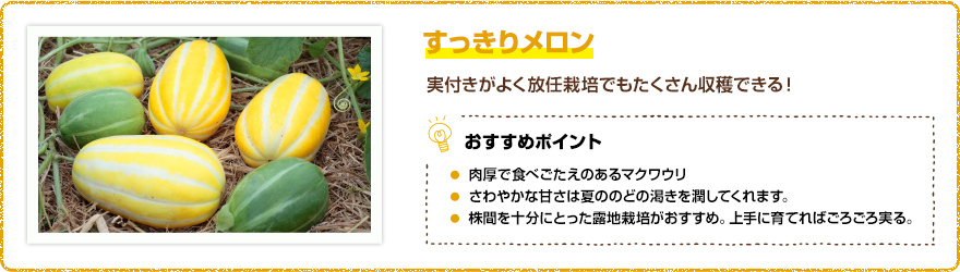 すっきりメロン 実付きがよく放任栽培でもたくさん収穫できる! 【おすすめポイント】・肉厚で食べ応えのあるマクワウリ・さわやかな甘さは夏ののどの渇きを潤してくれます。・株間を十分にとった露地栽培がおすすめ。上手に育てればごろごろ実る。