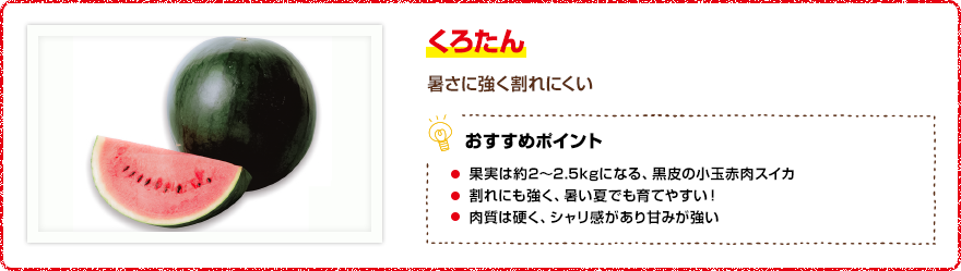 くろたん 暑さに強く割れにくい 【おすすめポイント】・果実は約2~2.5kgになる、黒皮の小玉赤肉スイカ ・割れにも強く、暑い夏でも育てやすい! ・肉質は硬く、シャリ感があり甘みが強い