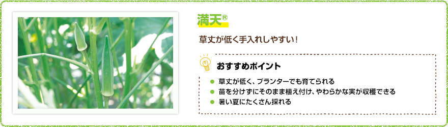 満点(R) 草丈が低く手入れしやすい! 【おすすめポイント】・草丈が低く、プランターでも育てられる・苗を分けずにそのまま植え付け、柔らかな実が収穫できる・暑い夏にたくさん採れる