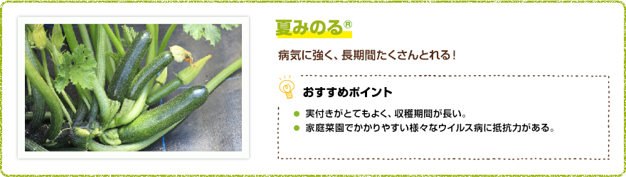 夏みのる(R) 病気に強く、長期間たくさんとれる! 【おすすめポイント】・実つきがとてもよく、収穫期間が長い。・家庭菜園でかかりやすい様々なウイルス病に抵抗力がある。