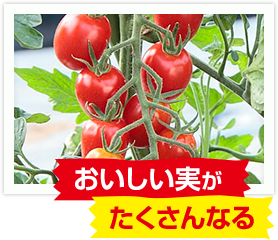 おいしい実がたくさんなる