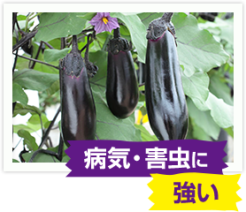 病気・害虫に強い