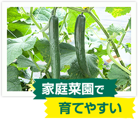 家庭菜園で育てやすい