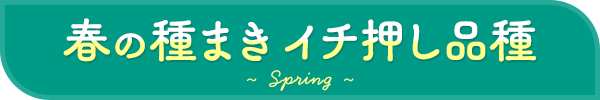 春の種まき イチ押し品種