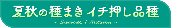 夏秋の種まき イチ押し品種