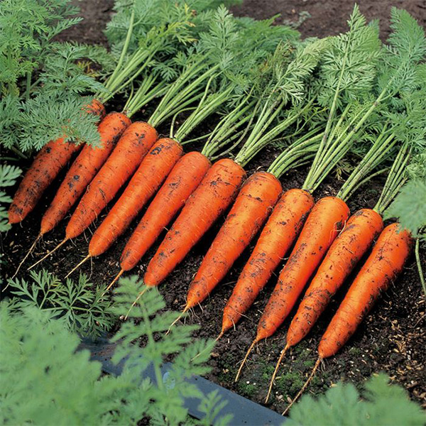 イチ押しニンジン品種 ベーターリッチ