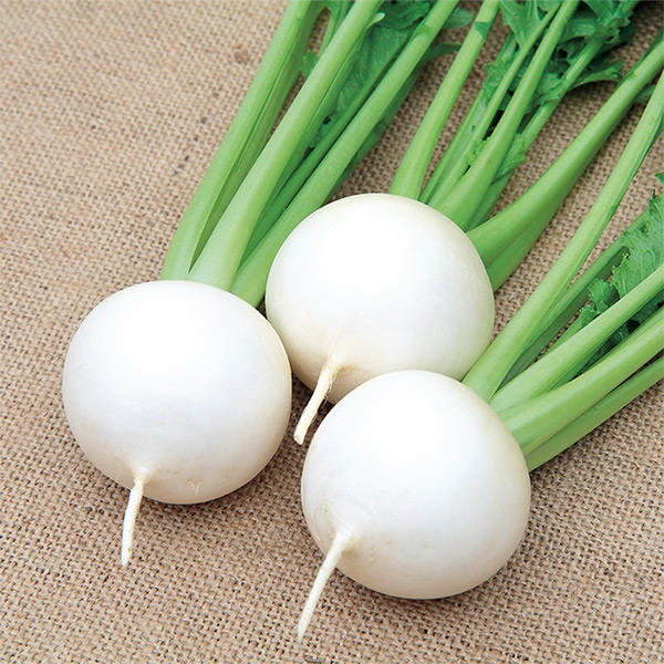 イチ押しカブ品種 二刀