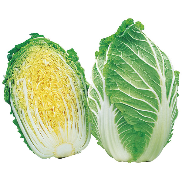 イチ押しハクサイ品種 ちよぶき70