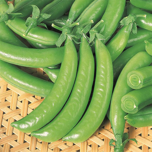 イチ押しエンドウ品種 つるなしスナック2号