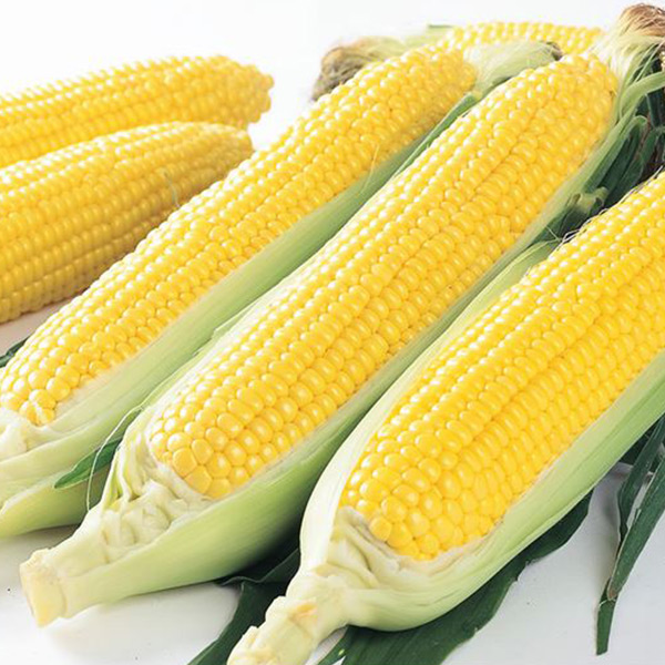 イチ押しスイートコーン品種 ゴールドラッシュ88