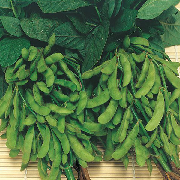 イチ押しエダマメ品種 おつな姫