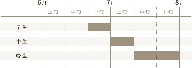 スケジュール図