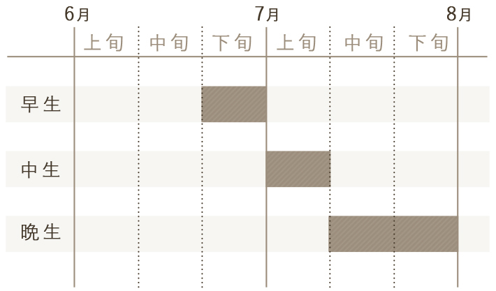 スケジュール図