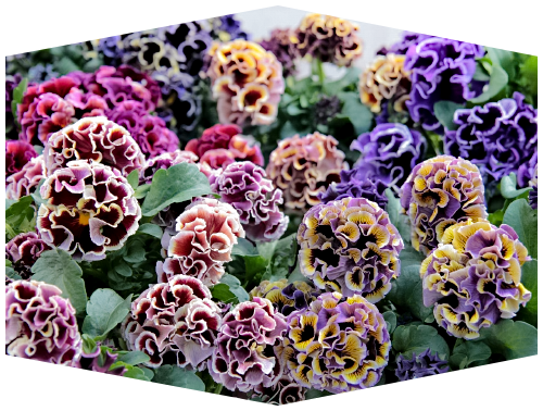 パンジー ドラキュラ