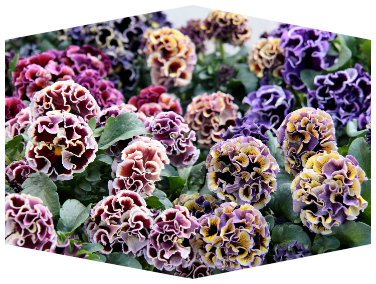 パンジー ドラキュラ