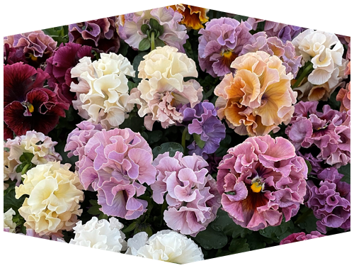 パンジー ローブ・ドゥ・アントワネット