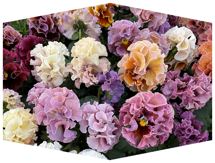 パンジー ローブ・ドゥ・アントワネット