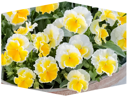 ビオラ エッグタルト