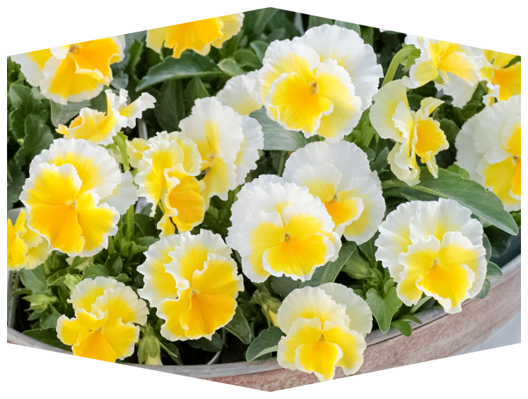 ビオラ エッグタルト