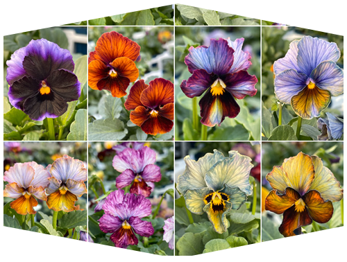 ビオラ ヌーヴェルヴァーグ