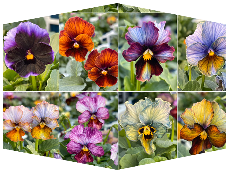 ビオラ ヌーヴェルヴァーグ