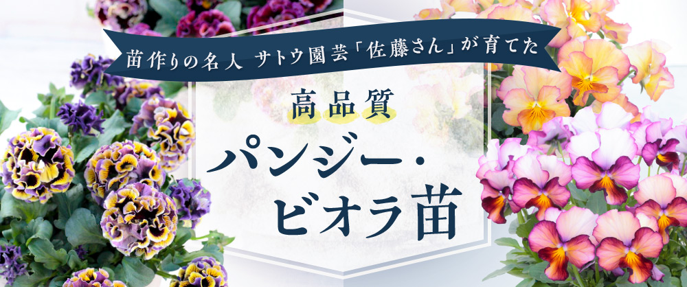 苗作りの名人が育てた 高品質パンジー・ビオラ苗