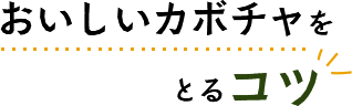 おいしいカボチャをとるコツ