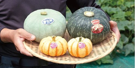 カボチャ 雪化粧、みやこ、プッチィーニの果実