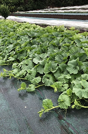 カボチャの植え付け、整枝、つるの仕立て方、着果位置の様子