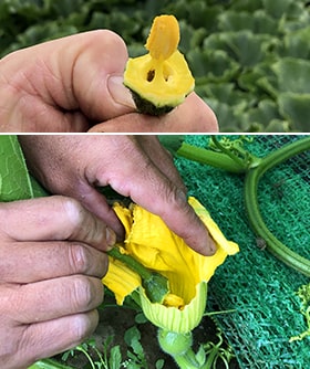 カボチャの交配の様子