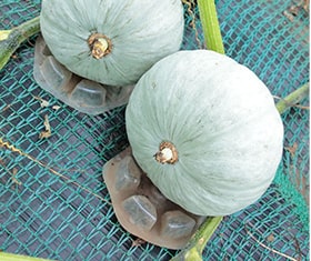 カボチャの追肥の様子