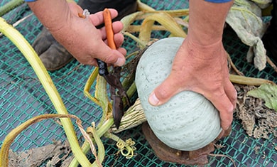 カボチャの収穫の様子