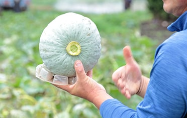 乾燥・追熟したカボチャ