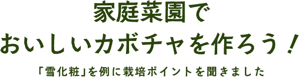 家庭菜園で おいしいカボチャを作ろう!雪化粧を例に栽培ポイントを聞きました