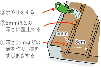 ①深さ1cmほどの溝を作り、タネをスジまきする ②5mmほどの深さに覆土する ③水やりをする