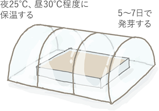 夜25~昼30度で保温する 5~7日で発芽する
