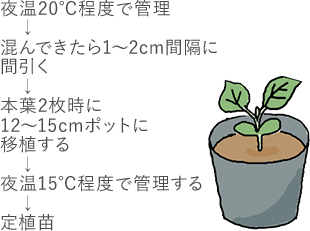 夜温20度で管理、込んできたら1~2cm間隔に間引く、本葉2枚時に12~15cmポットに移植する、夜温15度で管理する、定植苗
