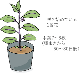 咲き始めている1番花、本葉7~8枚（タネまきから60~80日）