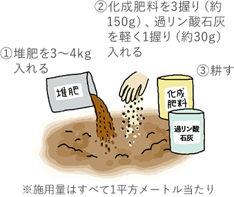 ①堆肥を3~4kg入れる ②化成肥料を3握り（約150g）、過リン酸石灰を軽く1握り（約30g）入れる ③耕す ※施用量はすべて1平方メートル当たり